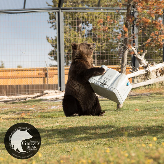 lifetime 55 quart 90820