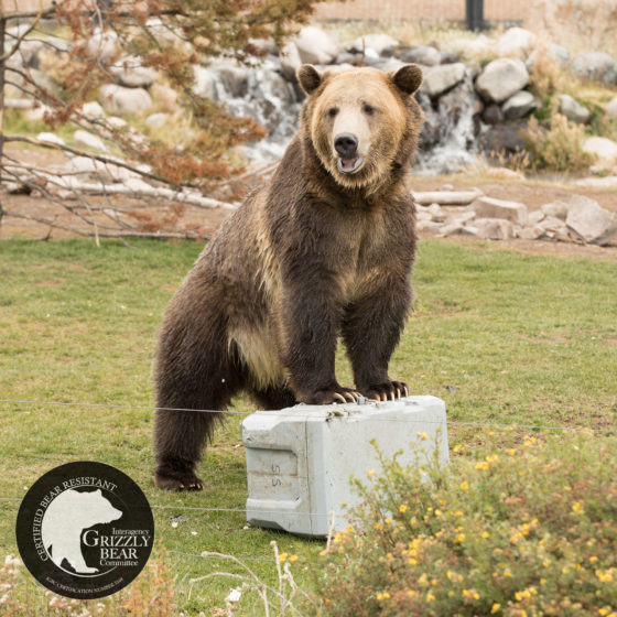 lifetime 55 quart 90820